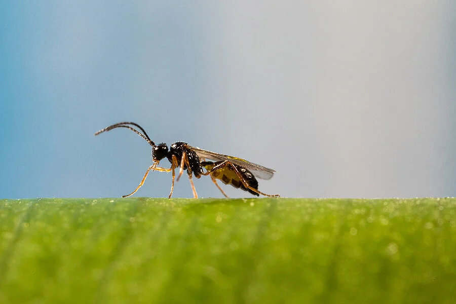 Ervipar Parasitic Wasp