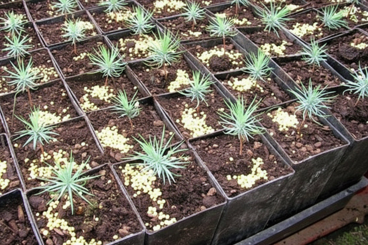 BandPots with Open Drainage