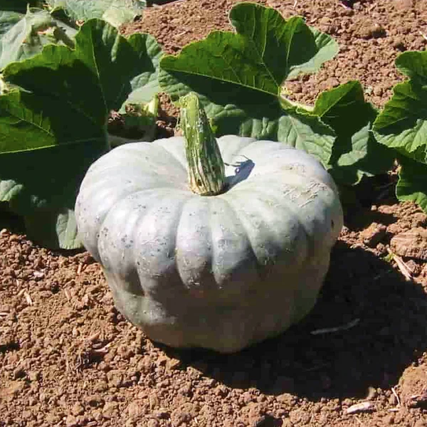 Queensland Blue Pumpkin