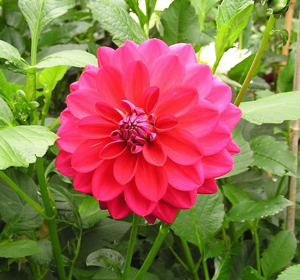 Dazzle Me Dahlia
