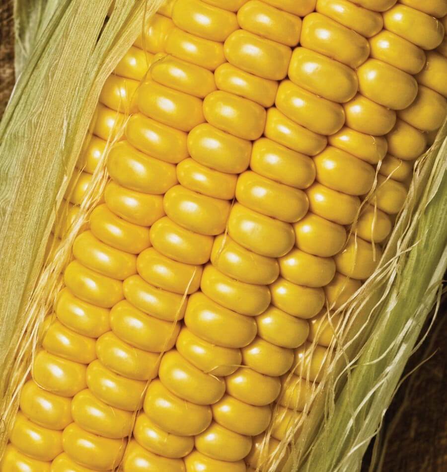 Golden Jubilee F1 Corn
