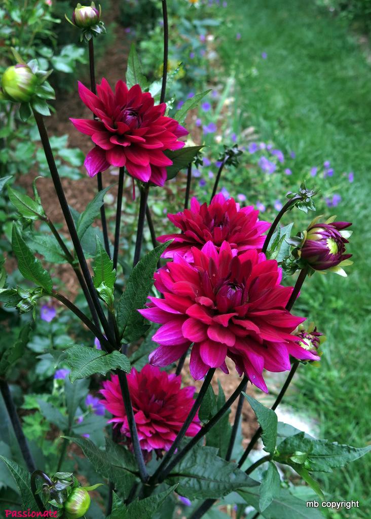 Passionate Dahlia