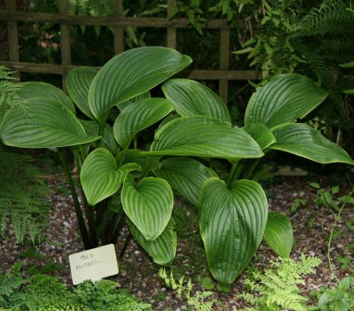 Old Faithful Hosta Plants online shopping