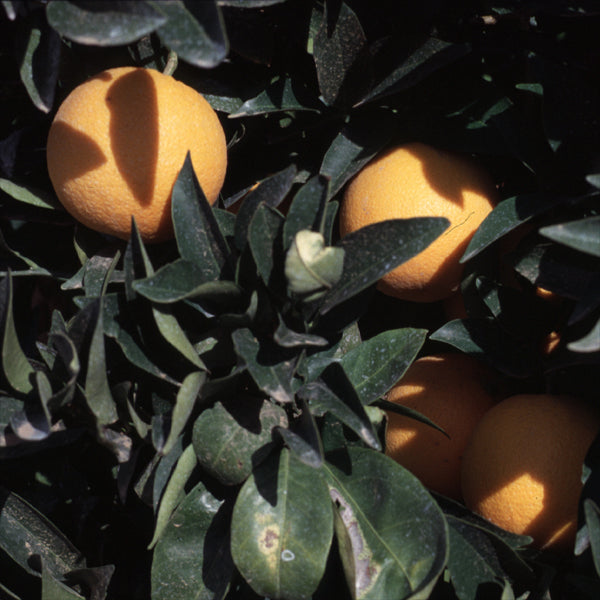 Vaniglia Sanguigno Acidless Pigmented Sweet Orange Budwood citrus plant material online shopping