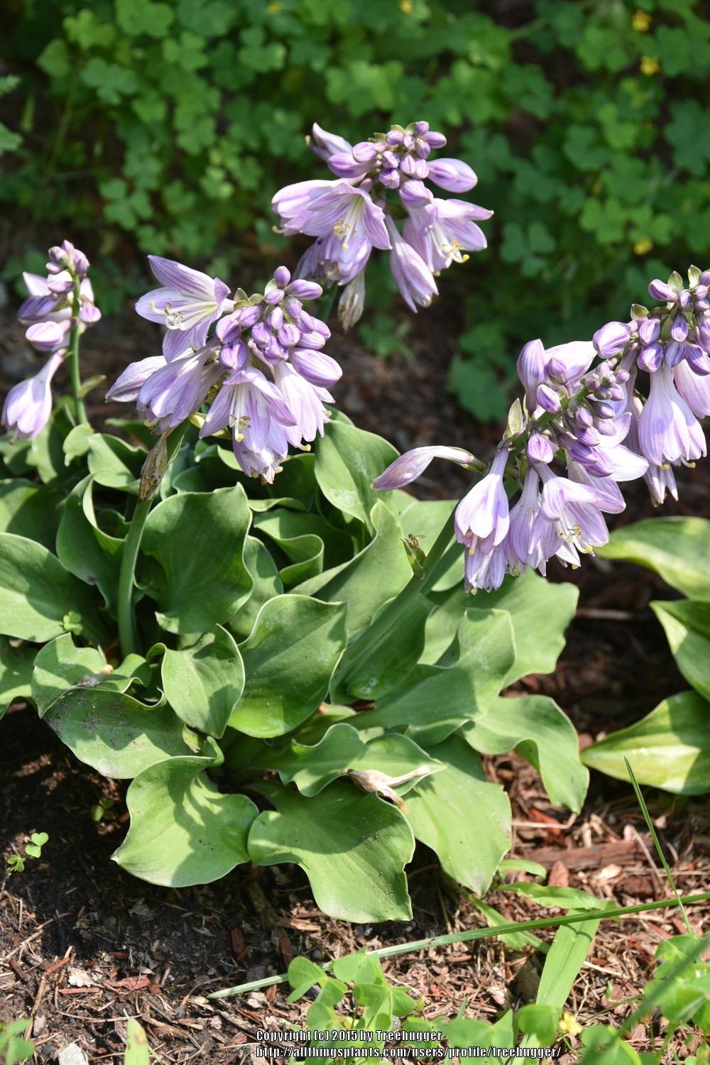 Ruffled Mouse Ears Hosta