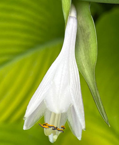 Humongosaurus Hosta Plants online shopping