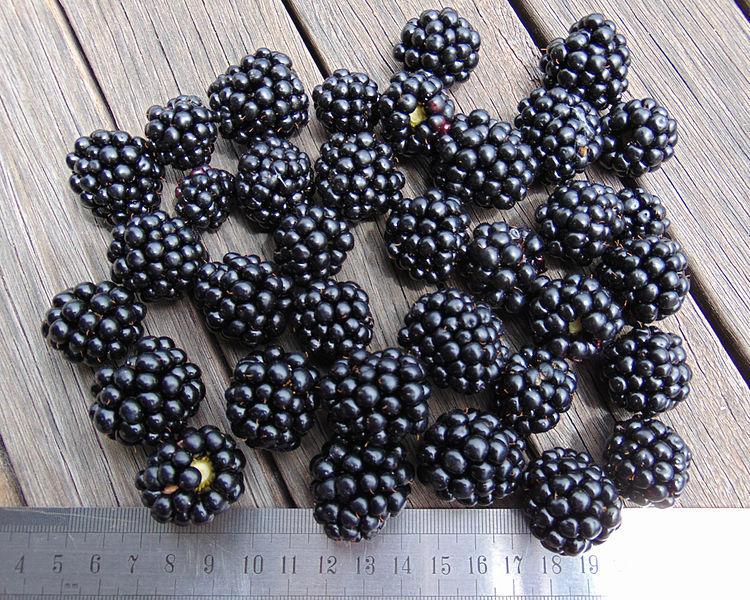 Rubus ‘Chester’ Blackberry Plants online shopping