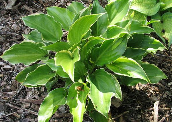 Sugar and Spice Hosta Plants online shopping