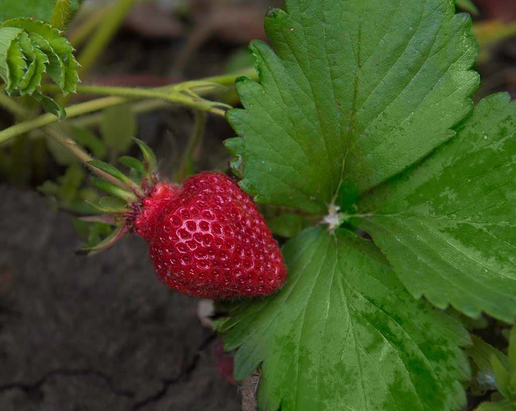 Hood Short Day Strawberry