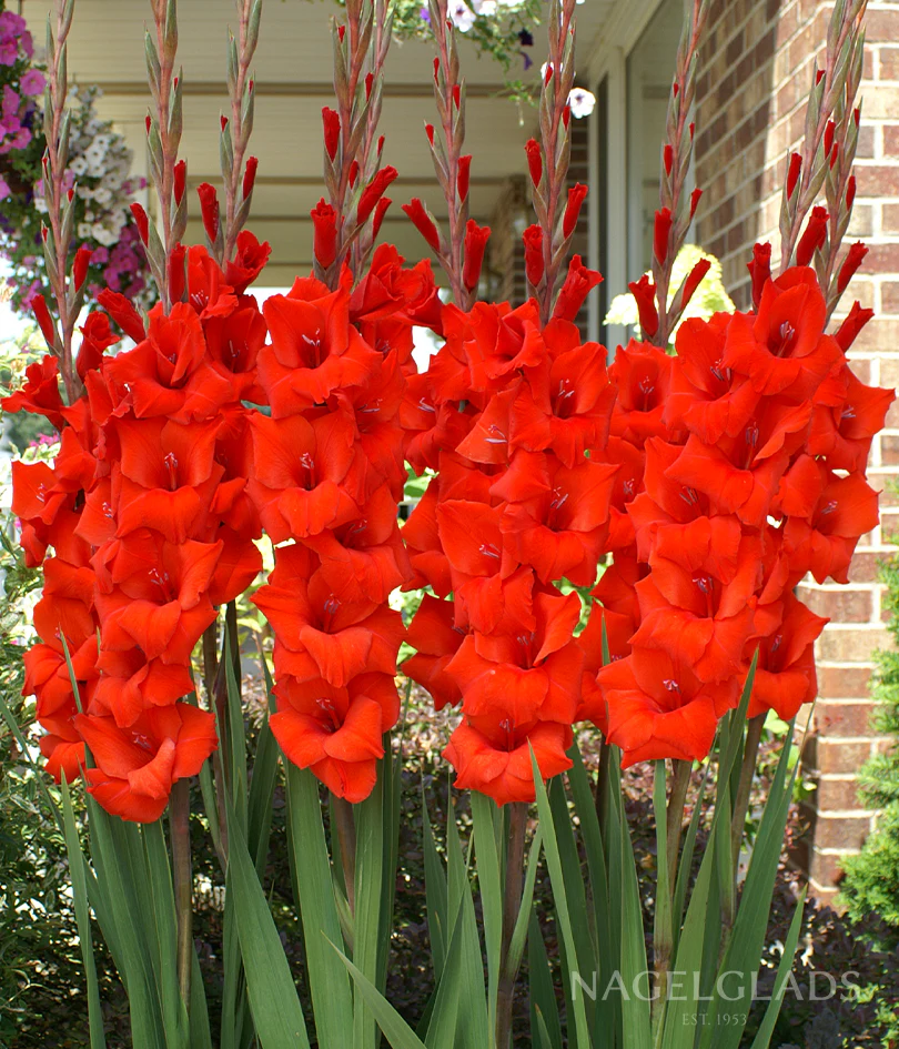 Vuelta Gladiolus Corms