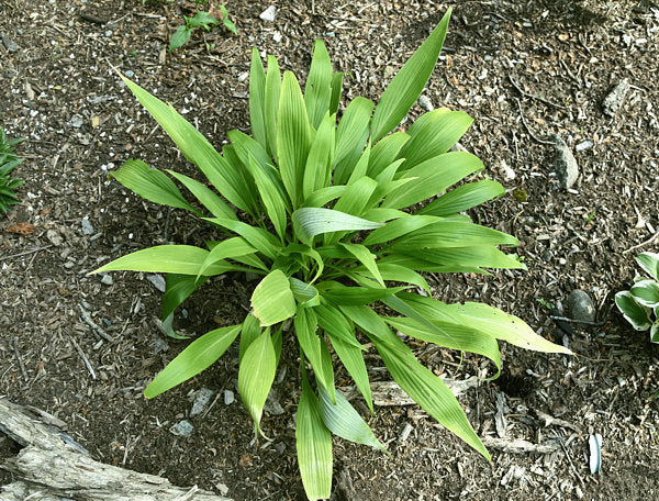 Chris’ A Lalalala Long Hosta Plants online shopping