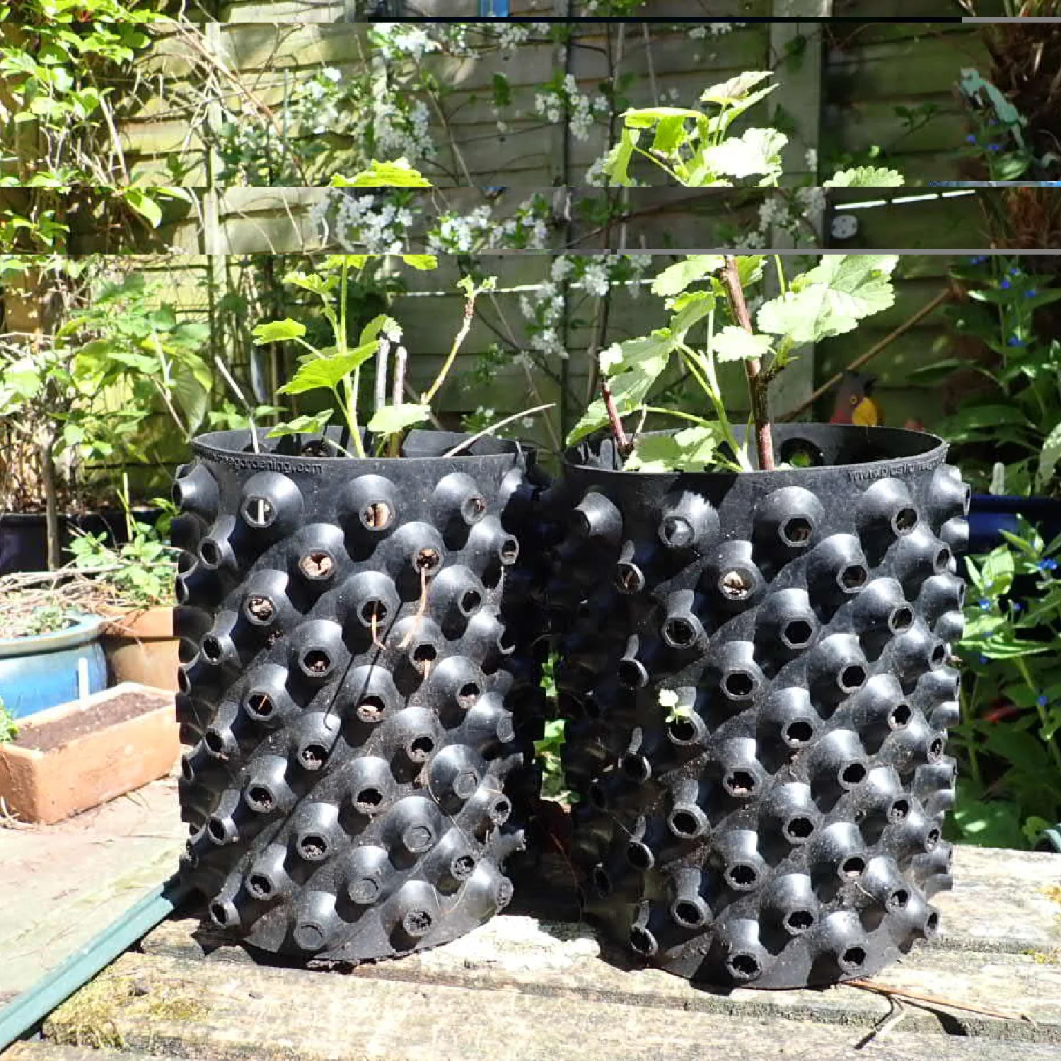 rubber pots for plants Fairgrow Natural Rubber Nursery Pots – EVERGREEN
