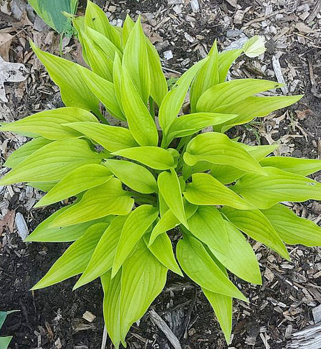 Rocket City Hosta Plants online shopping