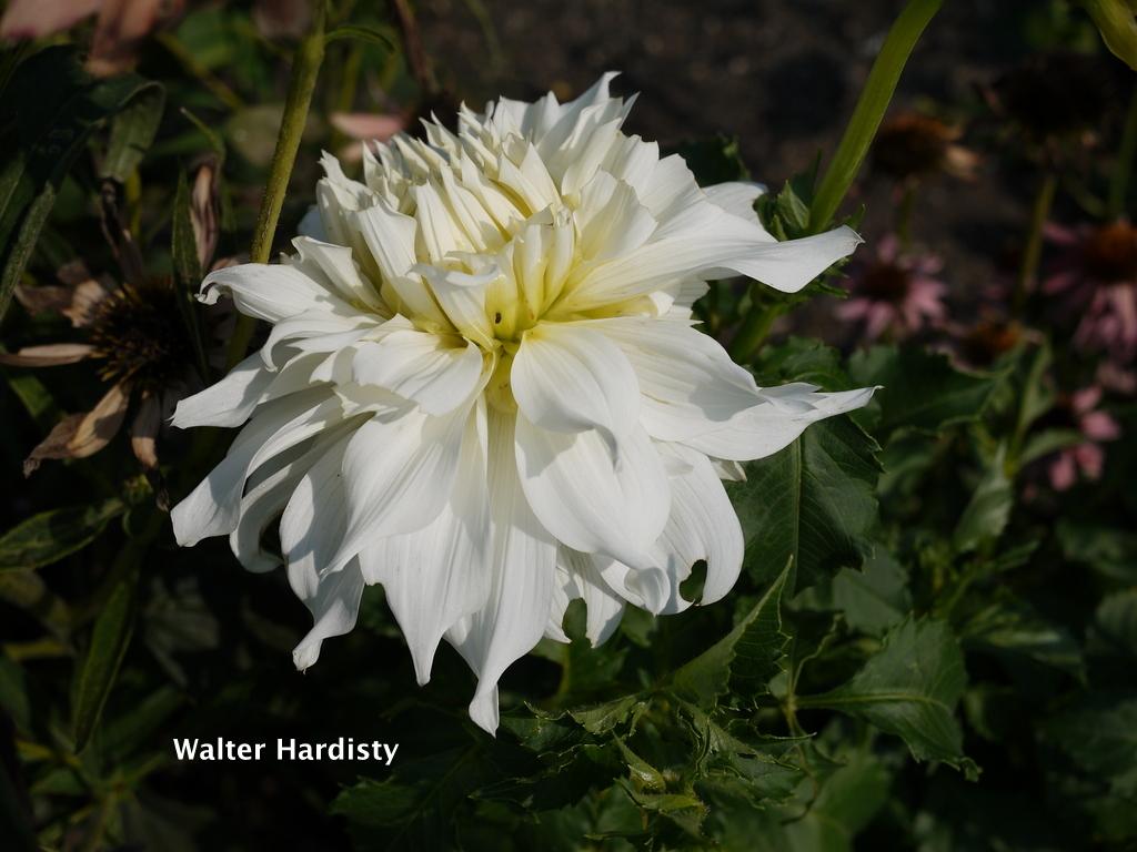 Walter Hardisty Dahlia