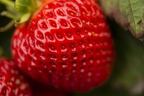 Valiant Day Neutral Strawberry – EVERGREEN