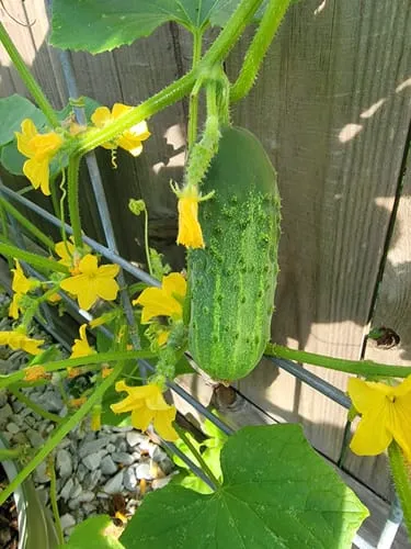 Homemade Pickles Cucumber