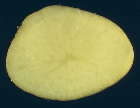 Carlton Early Potato online shopping