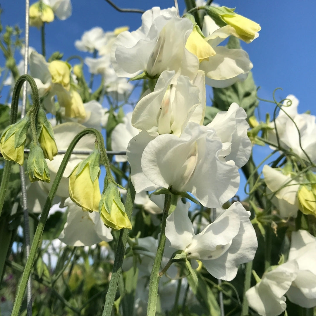 Wedding Day Sweet Pea