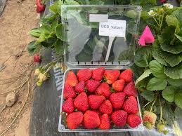 Valiant Day Neutral Strawberry