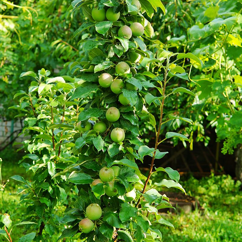 Golden Sentinel™ Columnar Apple