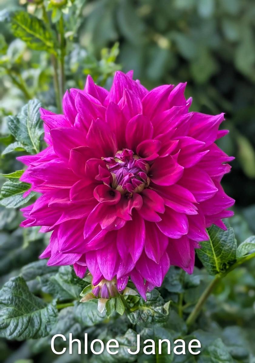 Chloe Janae Dahlia