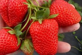 Portola Day Neutral Strawberry