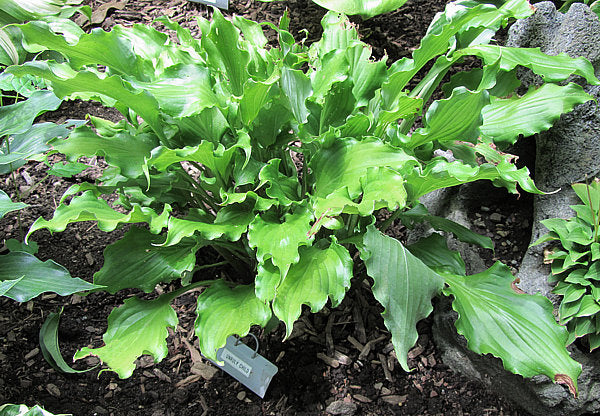 Unruly Child Hosta Plants online shopping