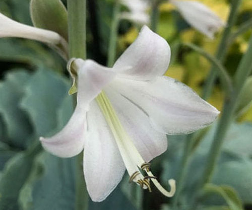 Dancing With Dragons Hosta Plants online shopping