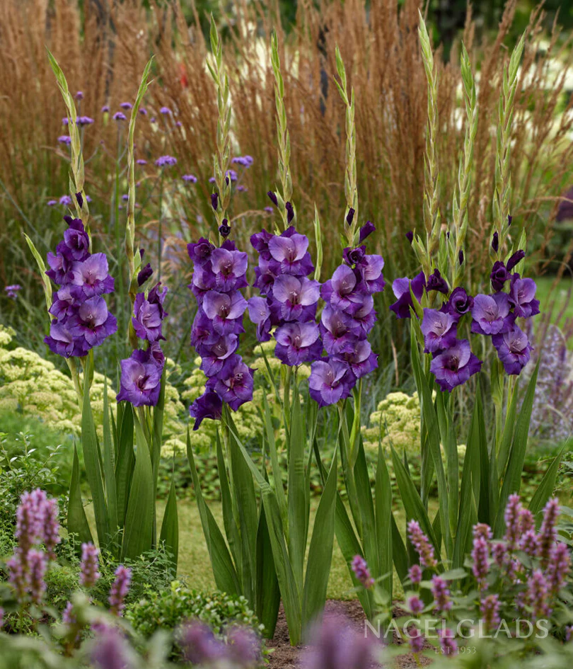 Purple Magic Gladiolus Corms