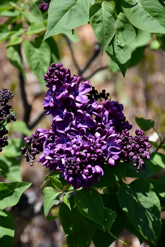 Agincourt Beauty Lilac