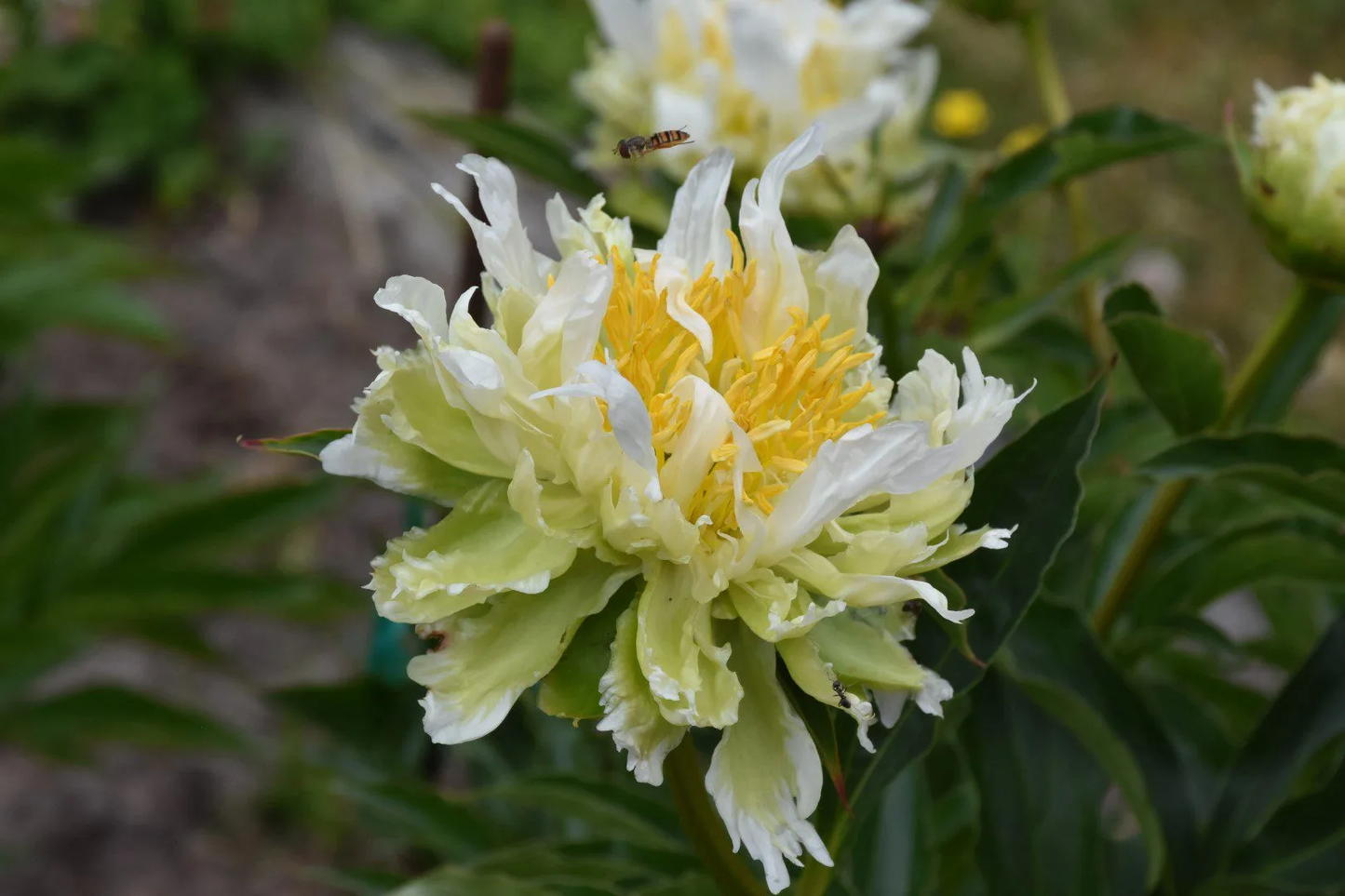 Paeonia Lactiflora Green Halo