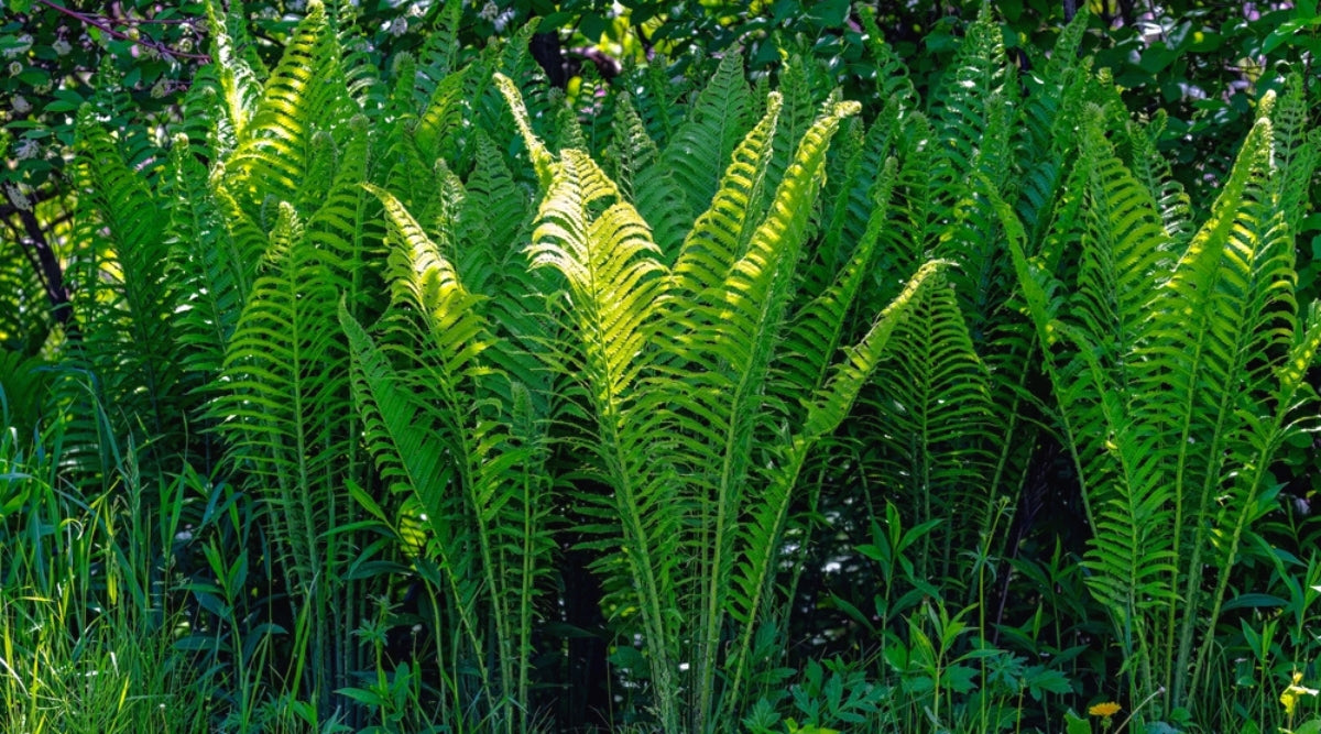 Matteuccia Struthiopteris Ostrich Feather Fern