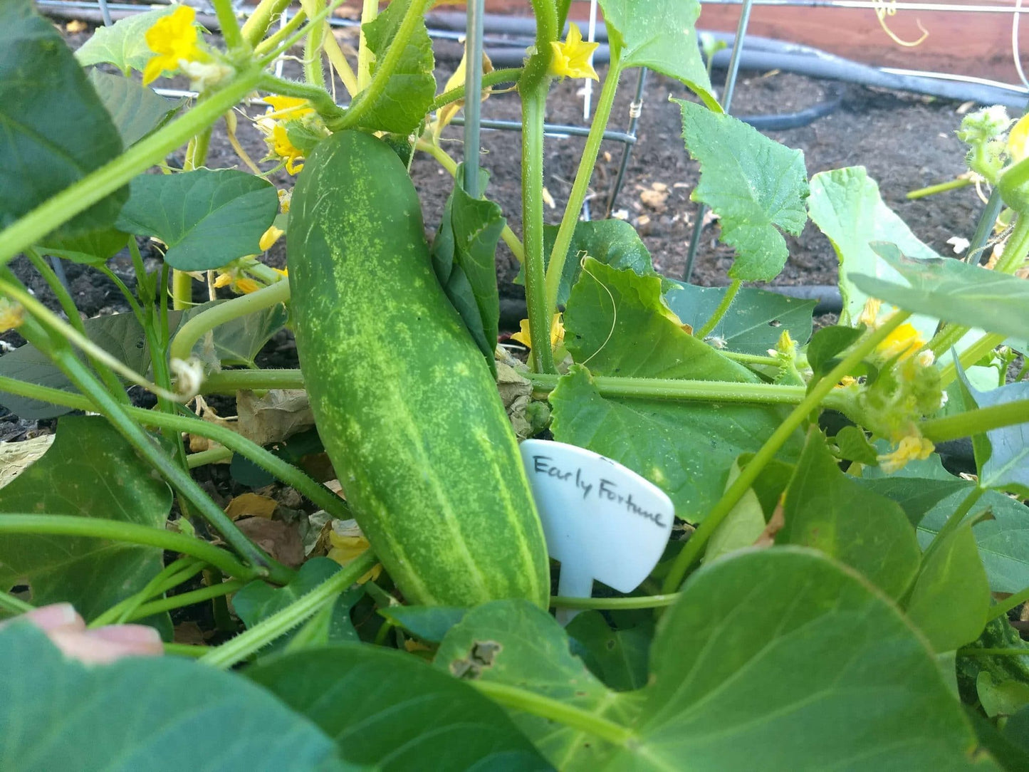 Early Fortune Organic Cucumber