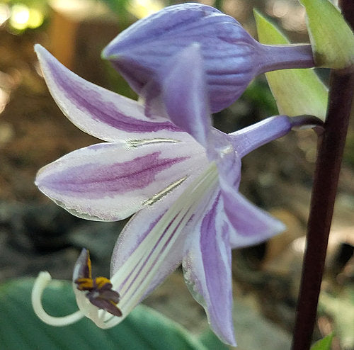 Sorbet Hosta Plants online shopping