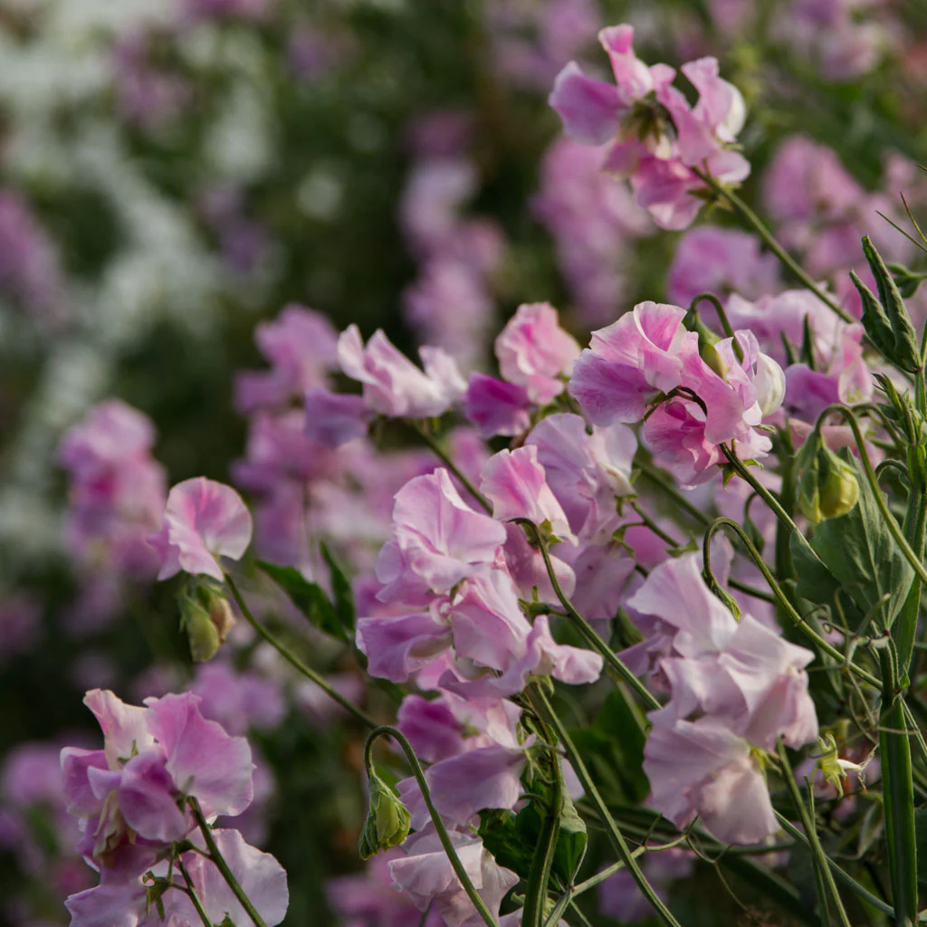 Misty Sweet Pea seeds online shopping
