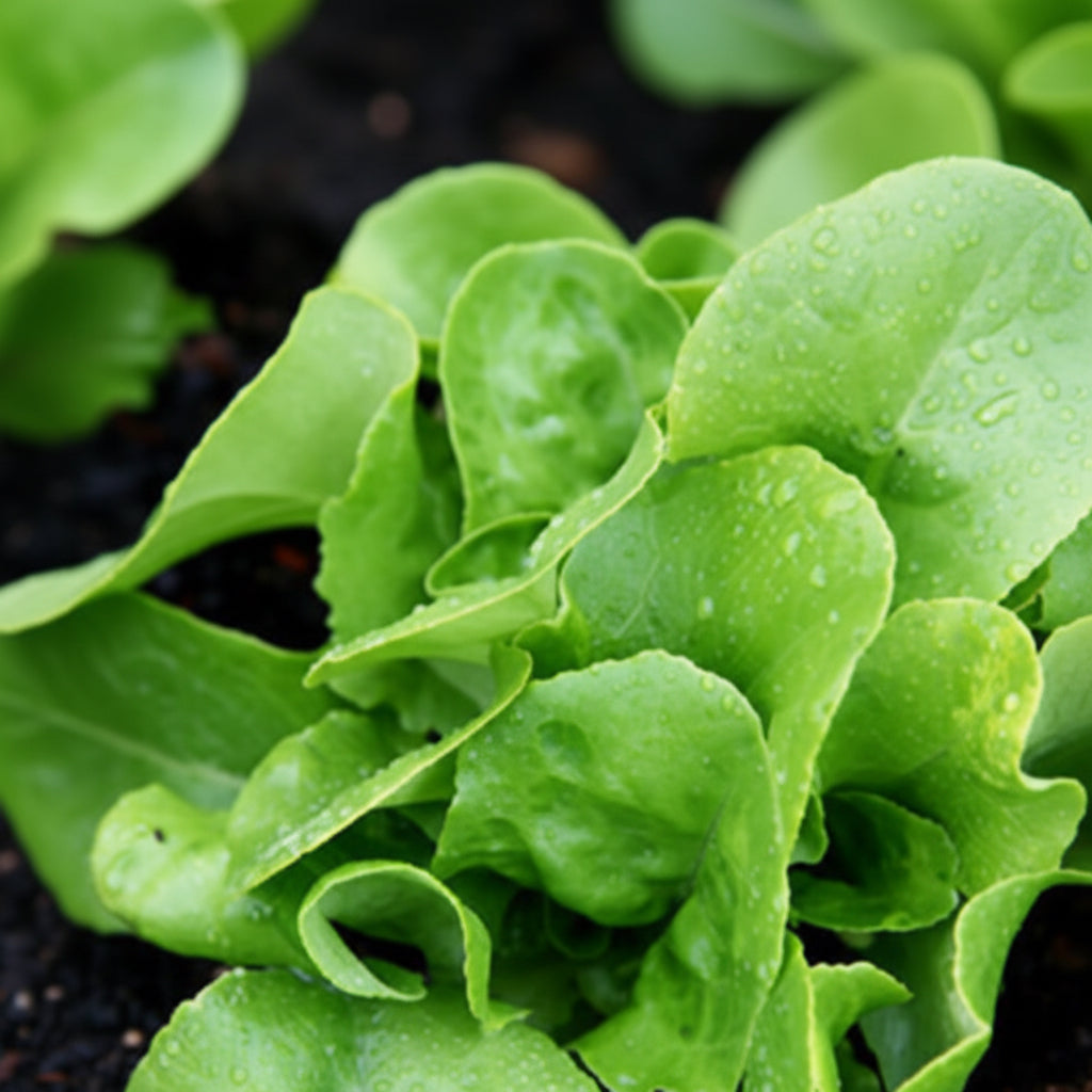 Buttercrunch Lettuce