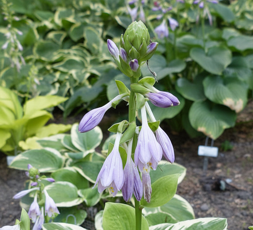 Eye Catcher Hosta Plants online shopping