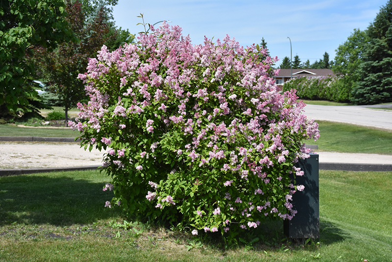 Minuet Lilac lilac plant online shopping