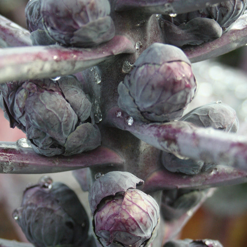 Red Ball Brussels Sprout