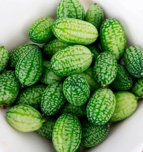 Cucamelon Cucumber