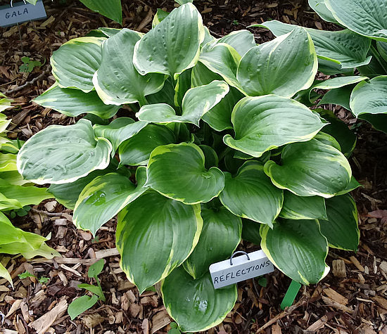 Reflections Hosta Plants online shopping