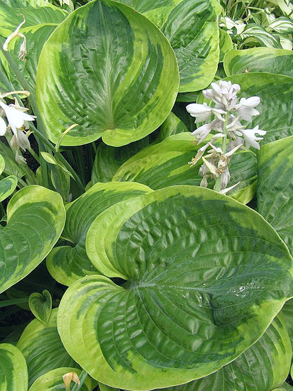 Miss Mykah Hosta Plants online shopping