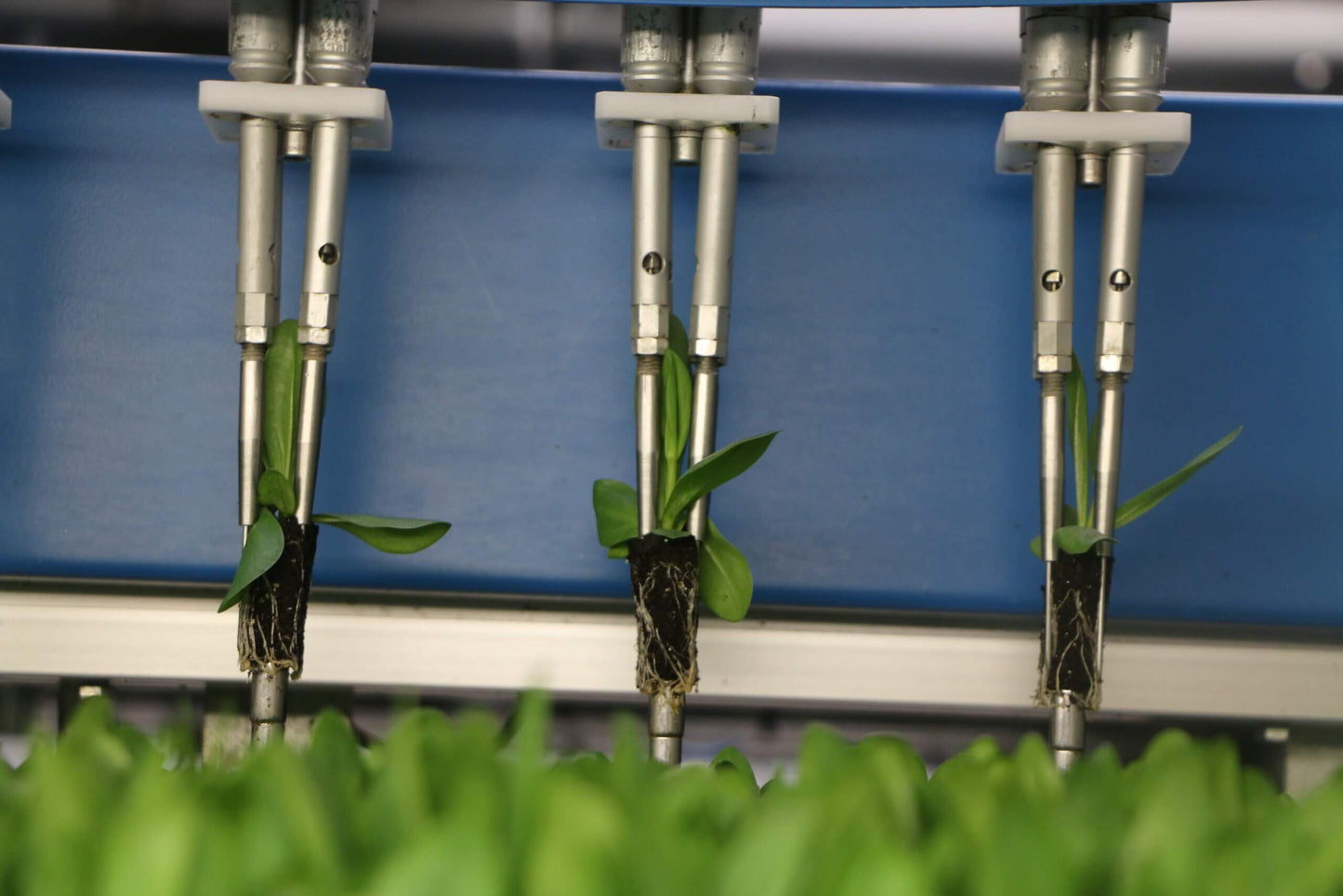 Viscon Select O Mat Grader Machine