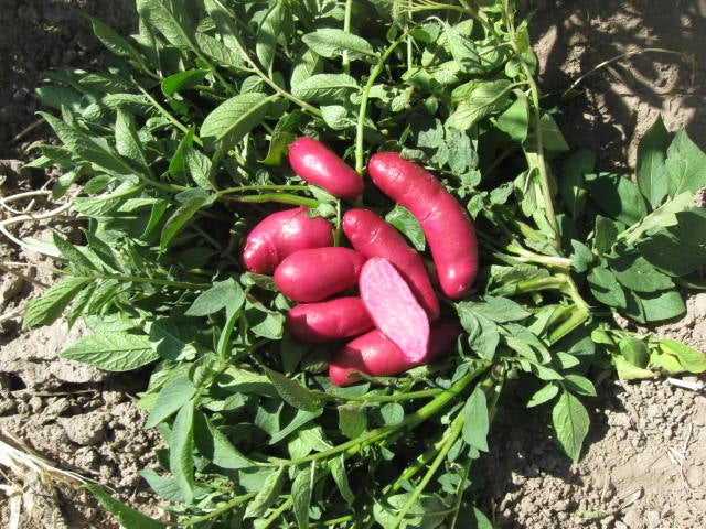 Amarosa Fingerling Seed Potato online shopping
