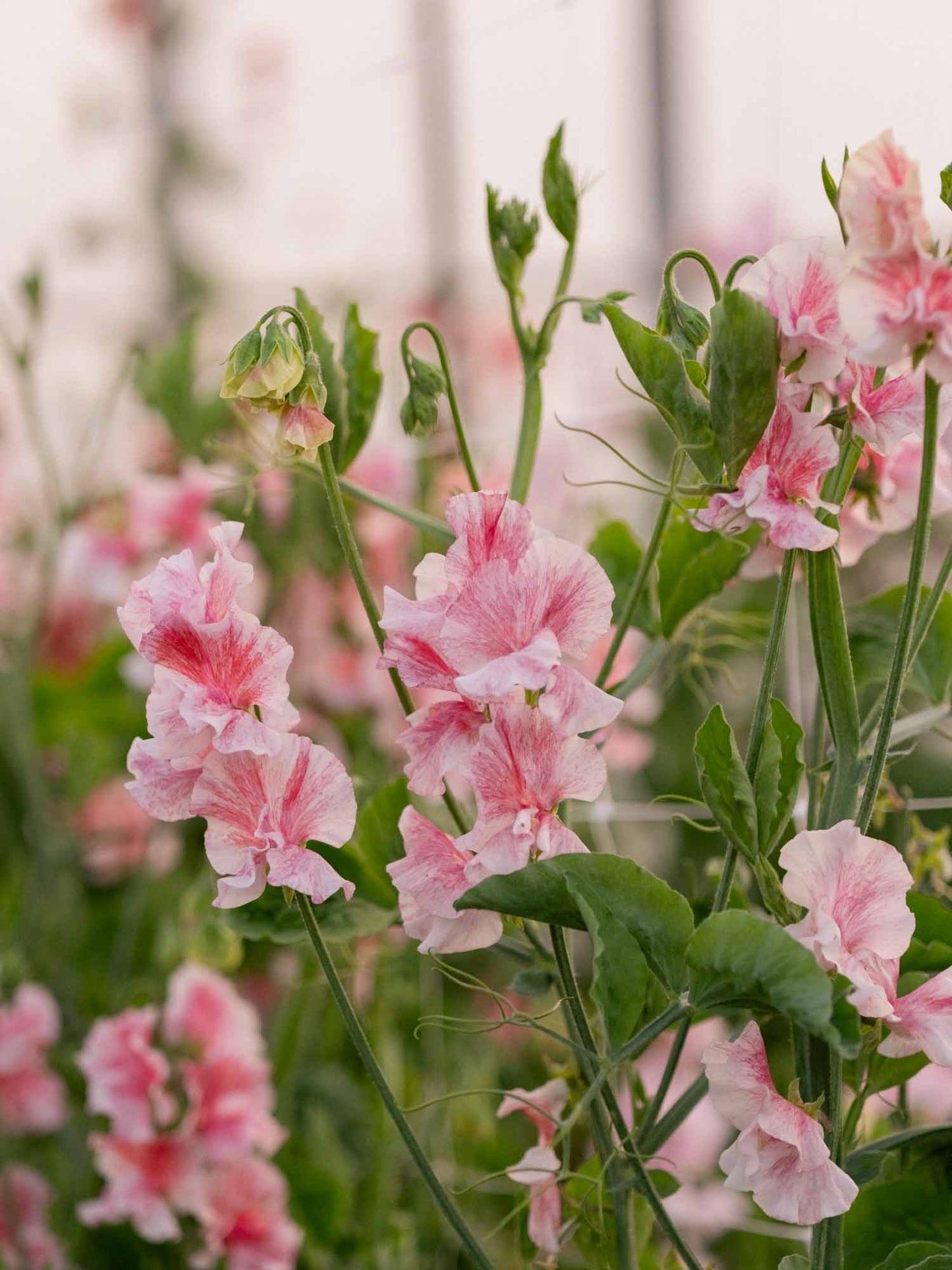 Raspberry Flake Sweet Pea seeds online shopping