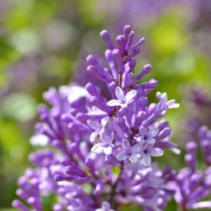 Common Purple Heirloom Lilac