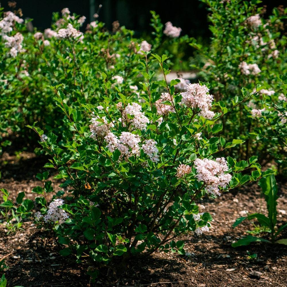 Pearl Potion™ Korean Lilac lilac plant online shopping