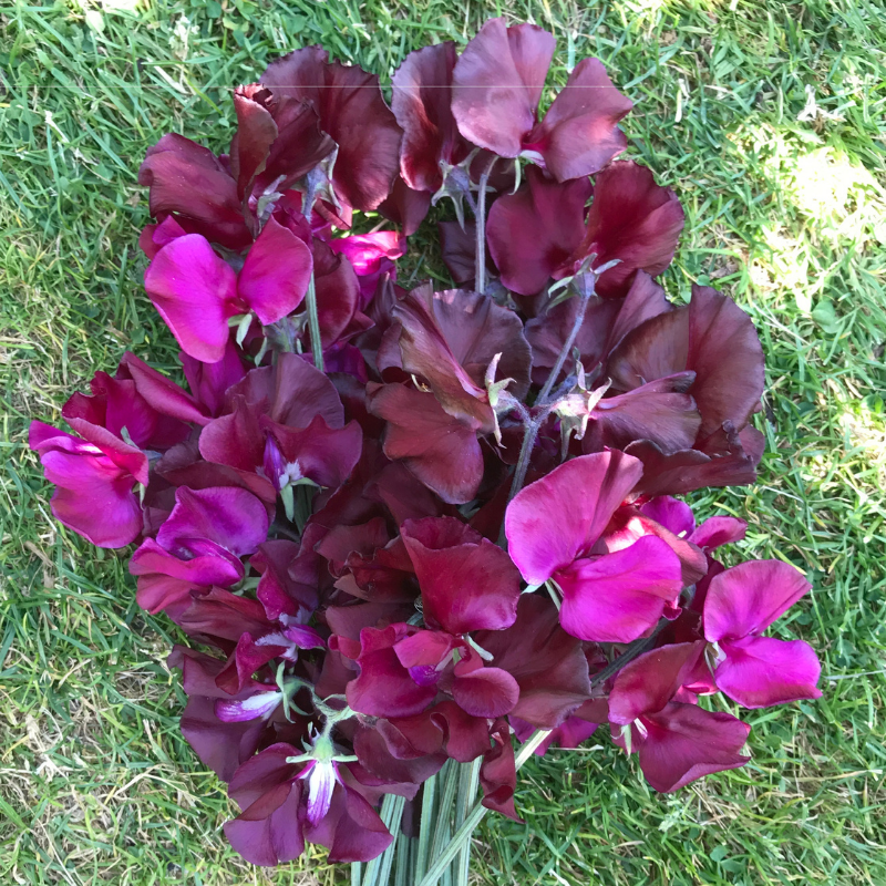 Mark Williams Sweet Pea