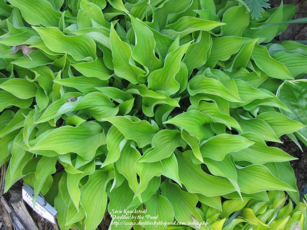 Ground Sulphur Hosta