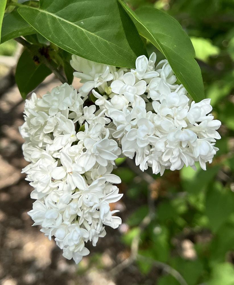 Madame Lemoine Lilac lilac plant online shopping